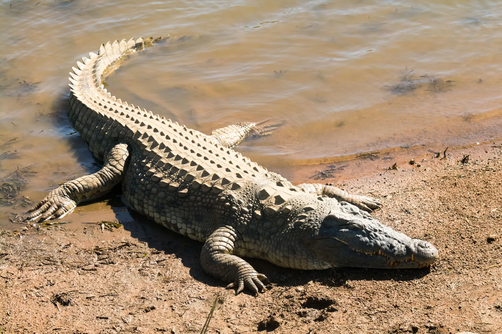 <p><span>All extinct and extant crocodilians</span></p>