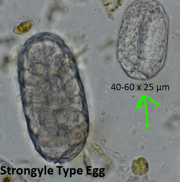 <p>Intestinal threadworm that infects cattle, sheep, and goats</p>