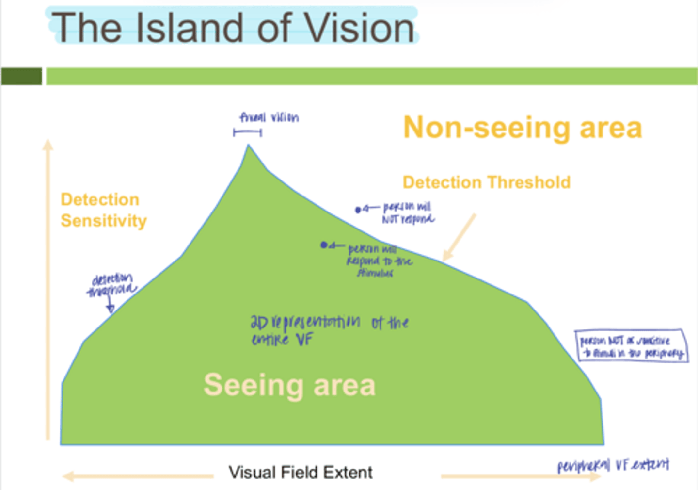 <p>Is an individual more sensitive to stimuli in the periphery or on the fovea?</p>