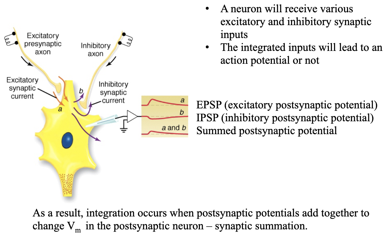 <ul><li><p>Receive <strong>excitatory (EPSP)</strong> and <strong>inhibitory (IPSP)</strong> inputs</p></li><li><p>Postsynaptic potentials <strong>sum together</strong> = synaptic summation</p></li><li><p>Net effect determines:</p><ul><li><p>Enough depolarization → action potential</p></li><li><p>Too much inhibition → no action potential</p></li></ul></li></ul><p></p>
