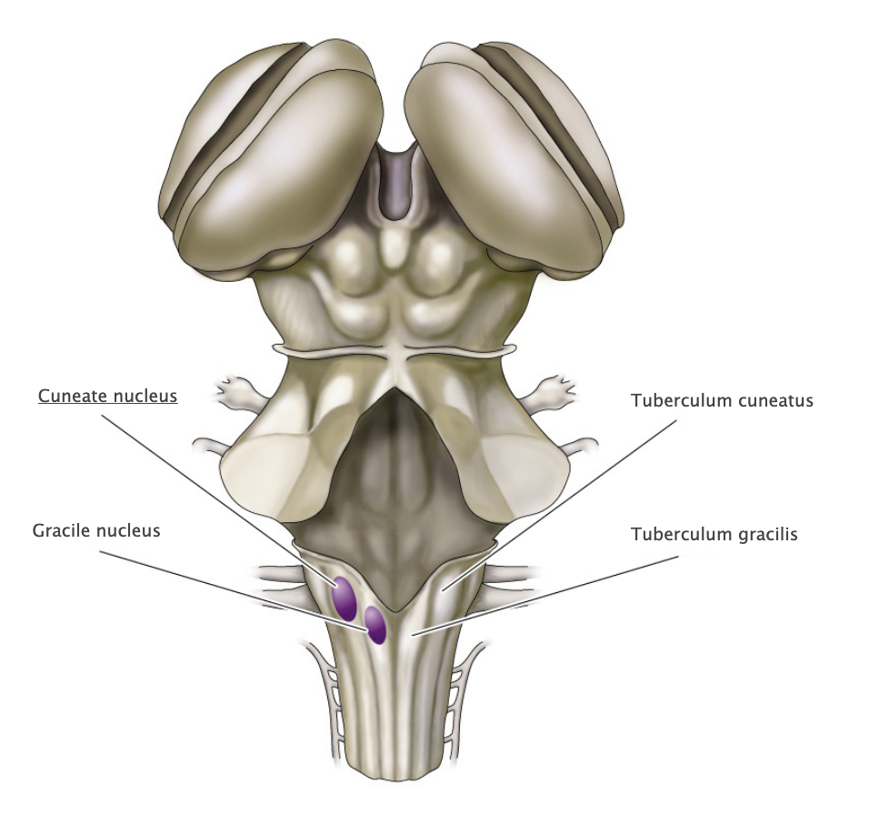 <p>Gracile nucleus and cuneate nucleus; contain the second-order sensory neurons that relay mechanosensory information from peripheral receptors in the body (excluding the face) to the thalamus via the medial lemniscus. The dorsal column nuclei are located in the lower medulla.</p>