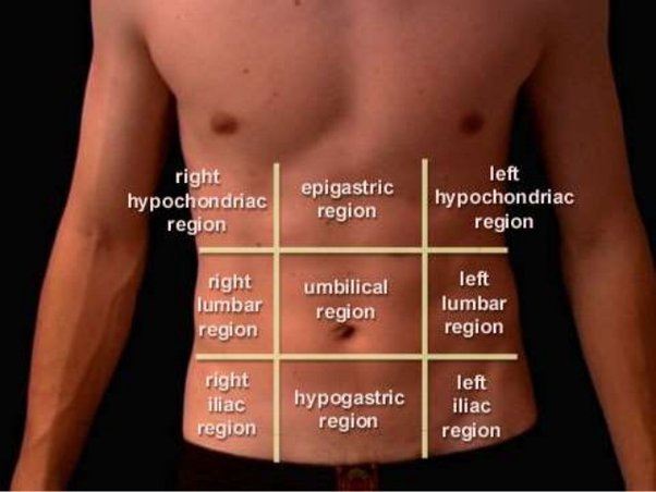 <p>the abdominal region around the belly button</p>