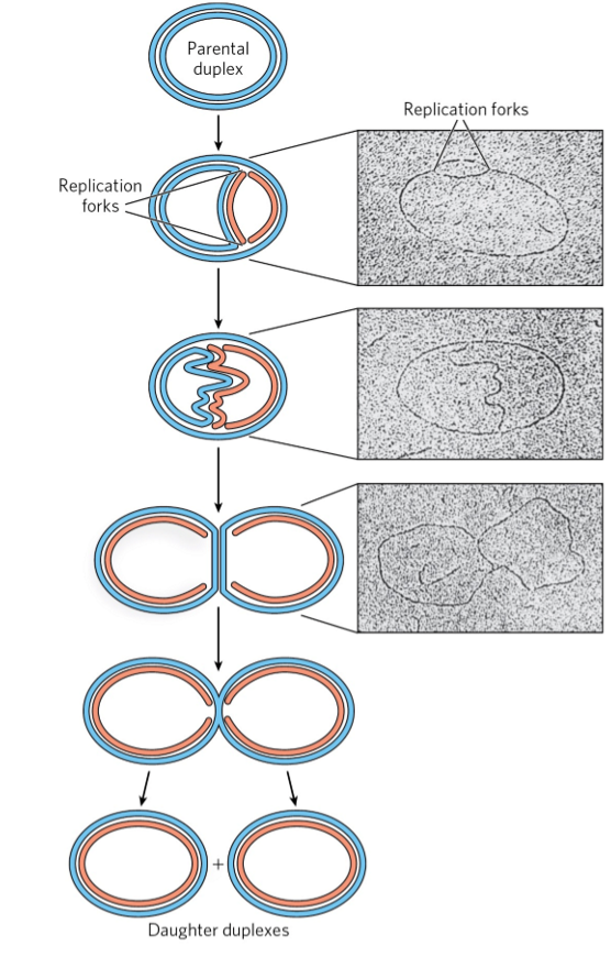 <p>dynamic points where parent DNA is unwound + separated strands are replicated</p><ul><li><p>both strands replicated simultaneously</p></li><li><p>both ends of bacterial chromosome have active replication forks → <em>bidirectional </em>replication</p></li></ul><p></p>