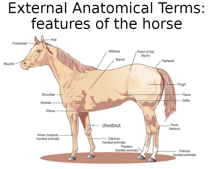 <p><strong>Chestnut</strong><br>āHorn-like, roughened growth on the inner side of the leg<br>āLocated above the knee on forelimbs and above the hock on hindlimbs</p>