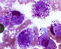 <p>Canine mast cell tumor </p>