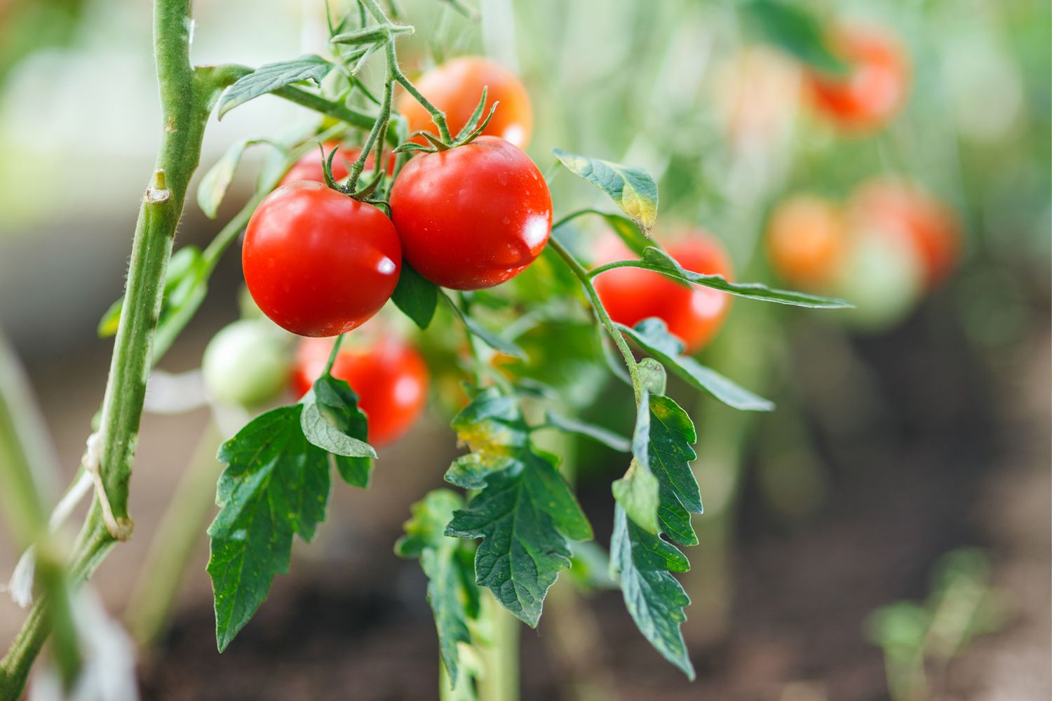 <p>What kind of fruit is a tomato?</p>