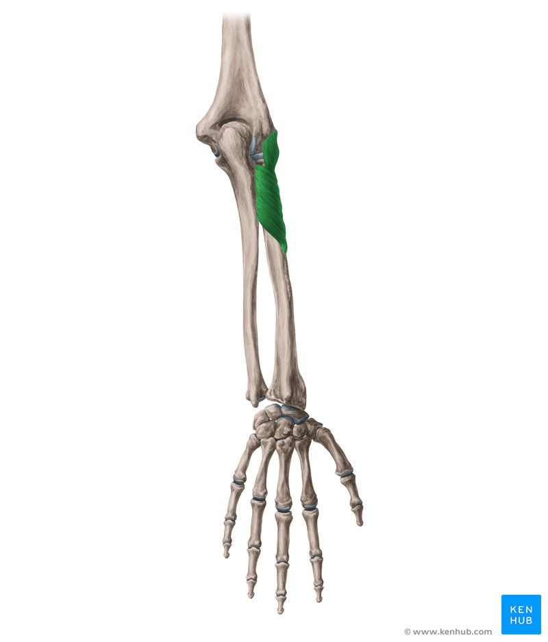 <ul><li><p>origin: lateral epicondyle of humerus, radial collateral ligament, annular ligament, supinator crest of ulna</p></li><li><p>insertion: lateral, posterior, and anterior surfaces of proximal 3rd of radius</p></li></ul>