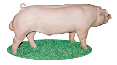 <p>Chester County, Pennsylvania (1818)</p>