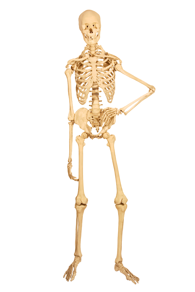<p><strong>bones </strong></p>
