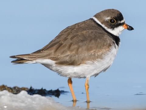 <p>Semipalmated Plover</p>