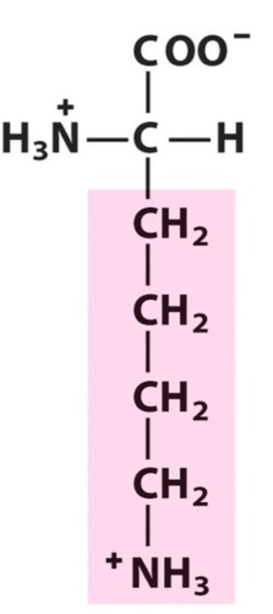 <p>Basic (+) Charged Polar</p>