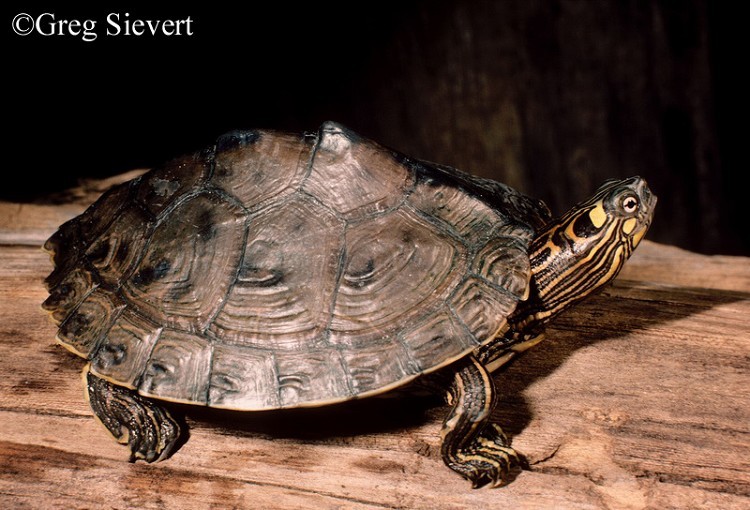 <p> A medium-sized turtle (males 3.5 to 6.5 inches; females 5.0 to 10.25 inches in length) with a distinct large, yellowish rectangular or oval patch behind each eye.   Carapace (upper shell) is olive-green to brown with dark smudges on the scutes (plates); covered with intricate yellow lines, resembling roads or waterways on a map.</p><p>Along the backbone of the shell is a blunt keel and the back end of the shell is serrated.   Head, neck, and limbs are dark green with thin yellow lines. Yellow spots also occur below each eye and below that on the lower jaw.   Plastron is dull yellow with grayish color along the margins of the scutes.   Eyes are bright yellow with a black horizontal slit.</p>