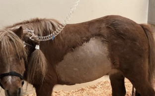 <p>colic + signs of anemia</p>