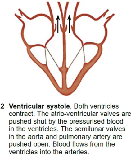 <ul><li><p>The muscles of the ventricles contract.</p></li><li><p>The pressure inside the ventricles increase as the volume decreases.</p></li><li><p>The tricuspid and bicuspid atrioventricular valves close as there’s a higher pressure inside the ventricles than the atria.</p></li><li><p>The semi-lunar valves in the aorta and pulmonary arteries open as there’s a higher pressure inside the ventricles than the arteries.</p></li></ul>