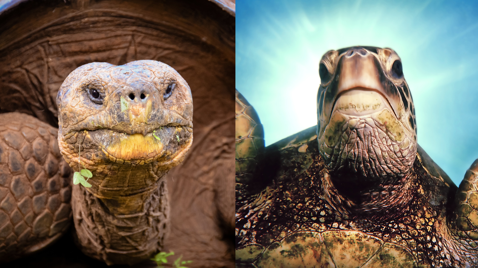 <p>Might look the same but be totally different species. ex. Turtle vs tortoise</p>