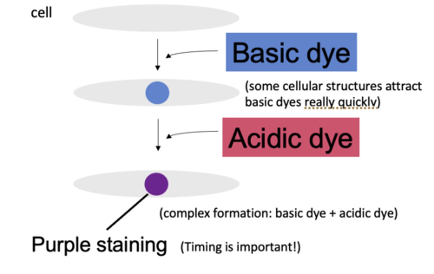 <p>What kind of romanowsky stain?</p>