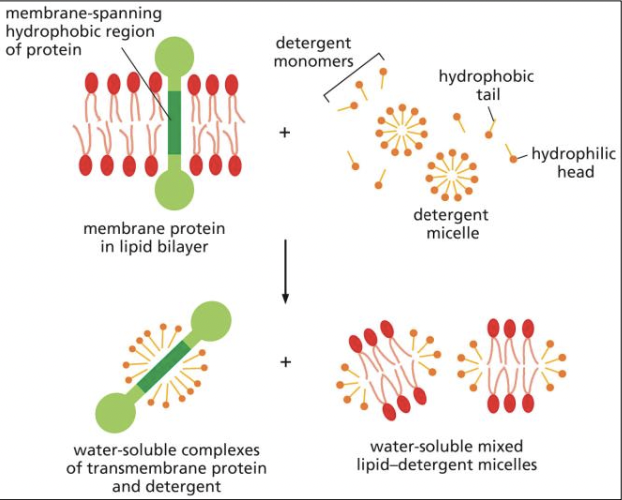 * use detergent with hydrophonic tails and hydrophillic heads to btake out the protein by surrounding the hydrophobic centre of the protein