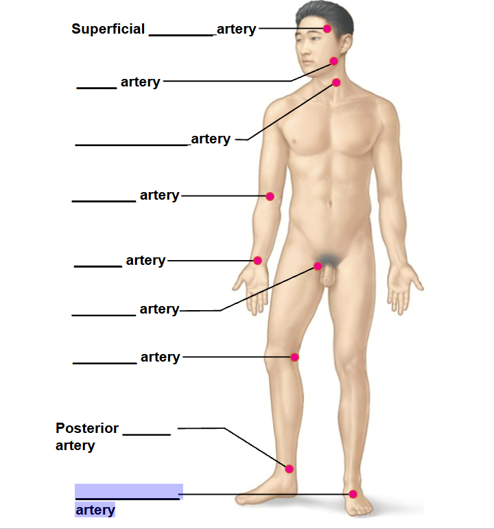 <p>highlighted arrow </p>