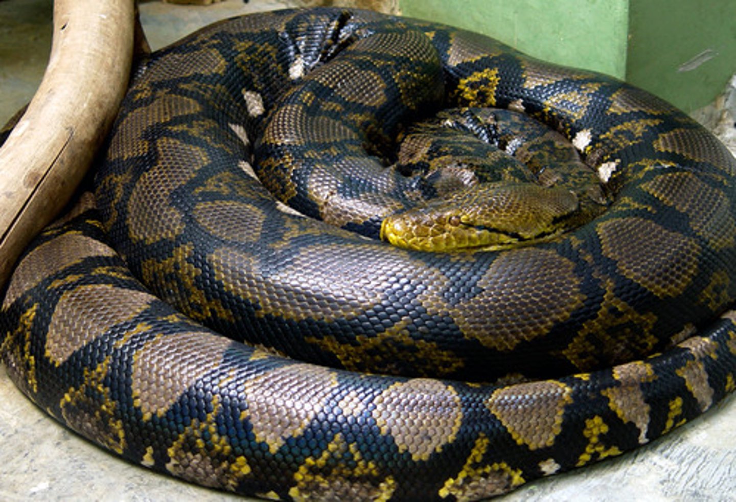 <p>reticulated pythons</p><p>-large</p><p>-poor temperament</p><p>-dangerous as pets</p>