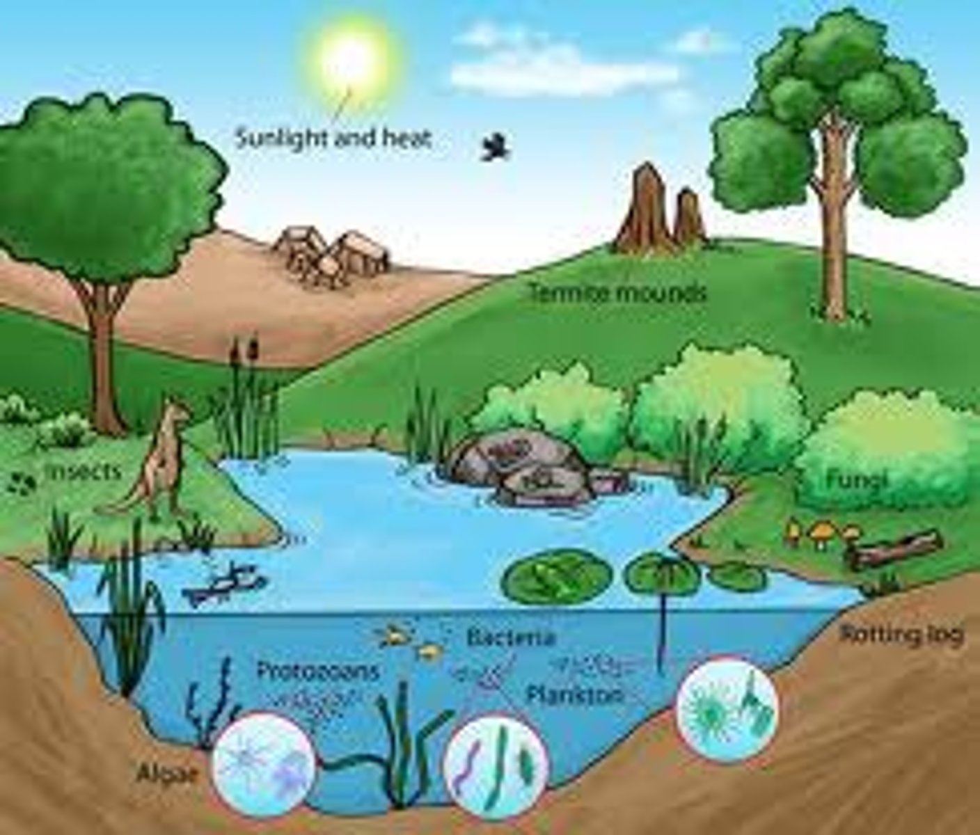 <p>community of living species and physical environments</p>