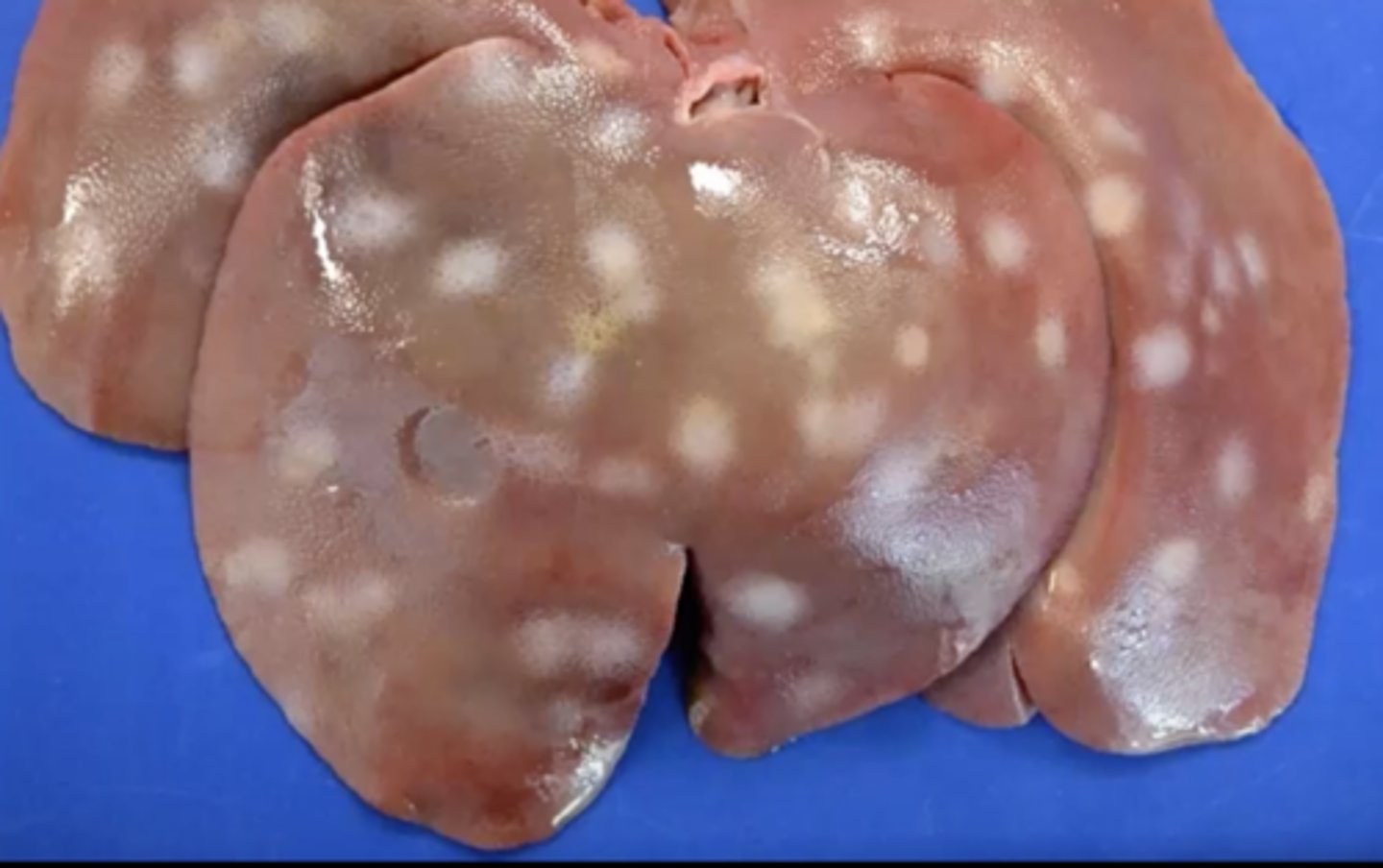 <p>Pig liver: What are these white sunken spots known as ?</p>
