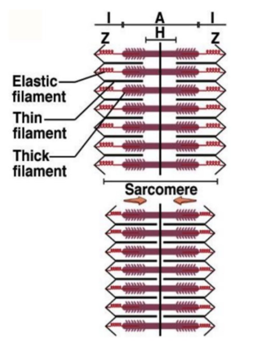 <p>A estabilização e estrutura do sarcómero é dada pela existência de discos Z formados por uma proteína de ancoragem designada por alfa actinina.</p><p>A capacidade de elasticidade existente no músculo esquelético é dada por uma proteína chamada titina (anteriormente designava-se por conectina), que liga a miosina ao disco Z. </p><p>Esta é a maior proteína existente na natureza, e permite manter alinhados os filamentos finos e grossos, resistir à distensão e manter a banda A no centro do sarcómero.</p>