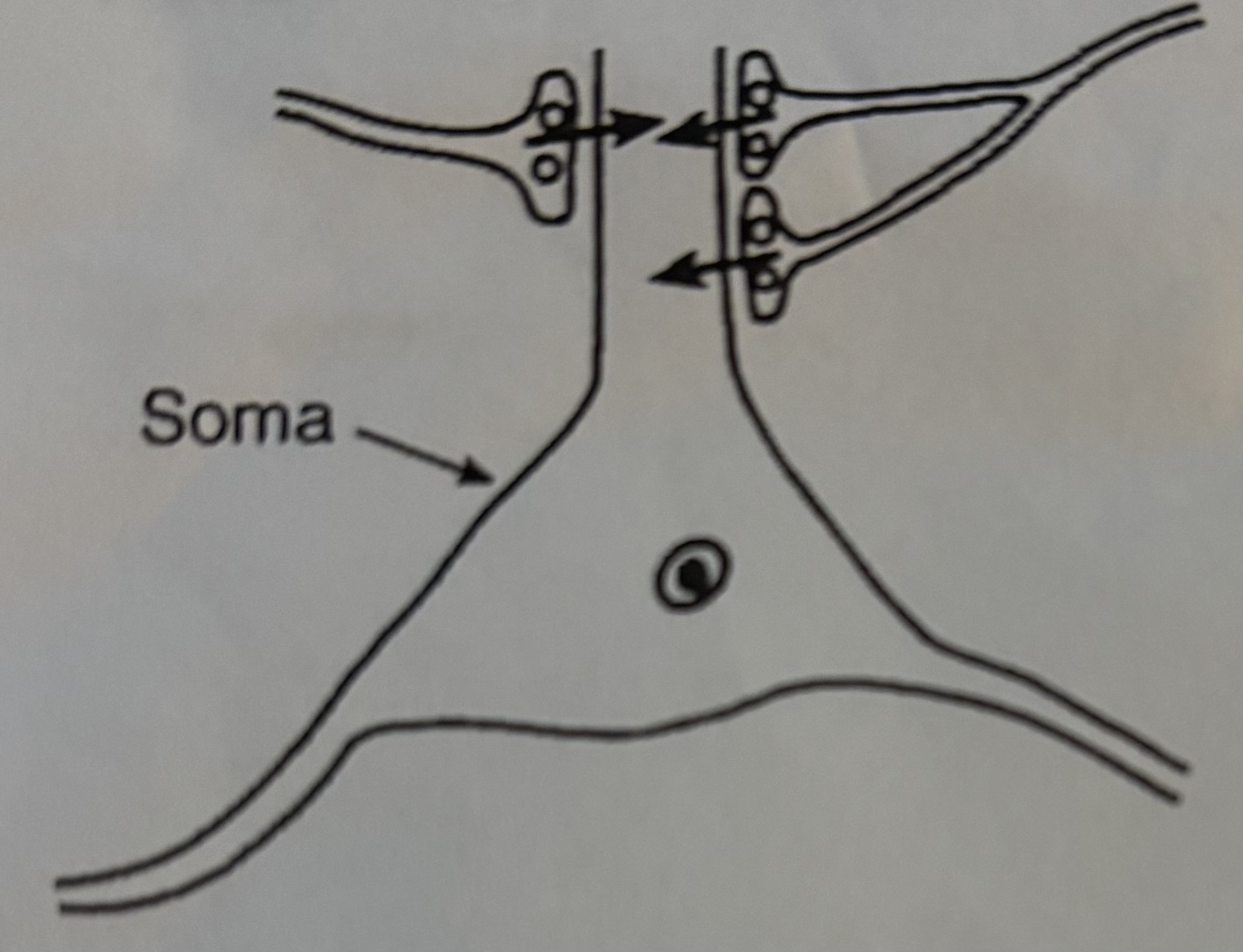 <p>identify this type of synaptic configuration</p>