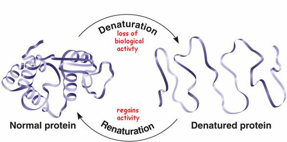 <p>The loss of a protein's native, functional structure (secondary, tertiary, quaternary) due to the disruption of bonds by changes in pH, salt, temperature, etc. The protein becomes biologically inactive.</p>
