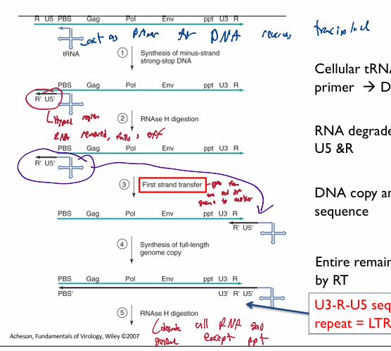 <p>overview of Retroviridae: reverse transcription</p>