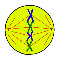 Spindle fibres join centrioles at poles to centromeres 
Chromosomes move to equator 
Labels; Chromosome spindle fibre
