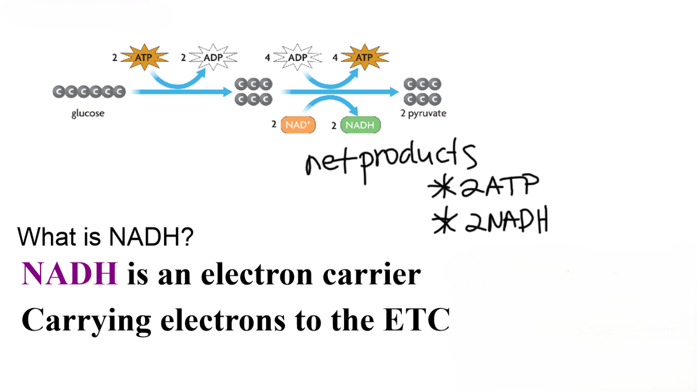 Glycolysis