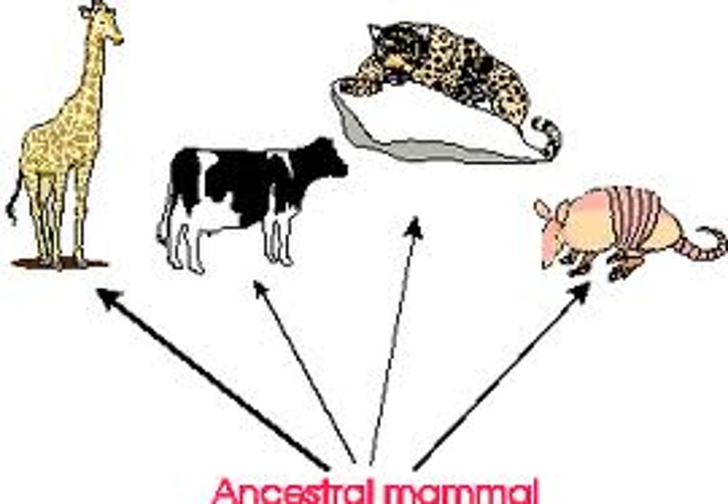 <p>the accumulation of differences between populations which can lead to the formation of new species, usually a result of isolated environments</p>