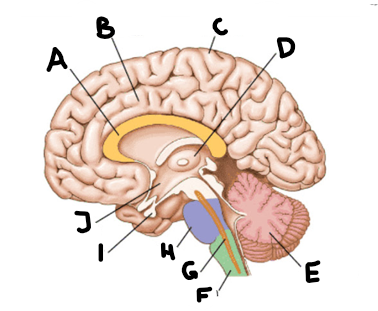 <p>where is the corpus callosum</p>