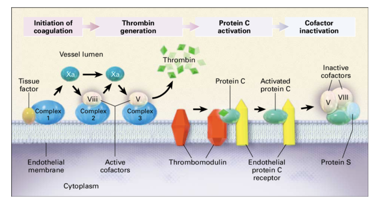 <ol><li><p>Trombomodulin binder till <strong>EPCR</strong> som binder protein C och trombin.</p></li><li><p>Trombin förlorar sin förmåga att klyva fibrin och aktiverar istället protein C till aktivt → <strong>APC</strong>.</p></li><li><p>APC är ett protease som kräver K-vitamin och <strong>protein S </strong>som kofaktor.</p></li><li><p>APC binder och inaktiverar faktor 5 och 8.</p></li></ol>