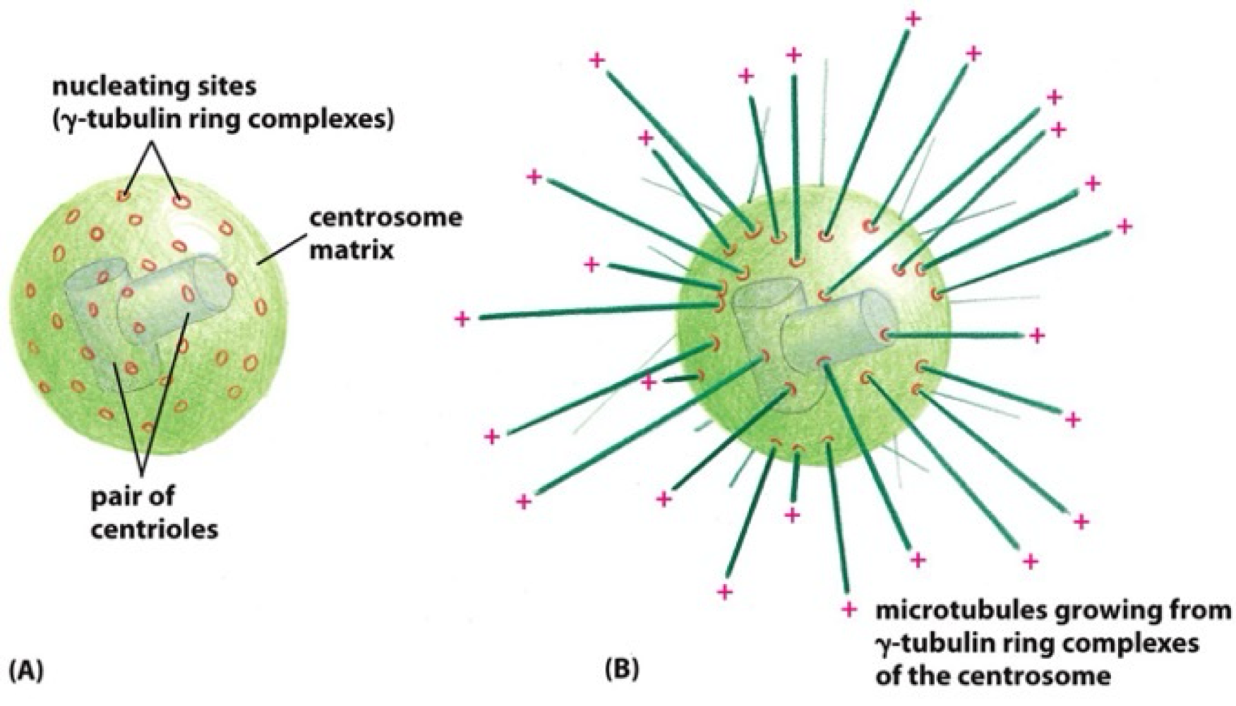<p>centrosome = mtoc in most cells</p><ul><li><p>γ tubulin ring complex are enriched at centromere</p></li><li><p>+ end microtubule grows outwards relative to centromere</p></li></ul><p></p>
