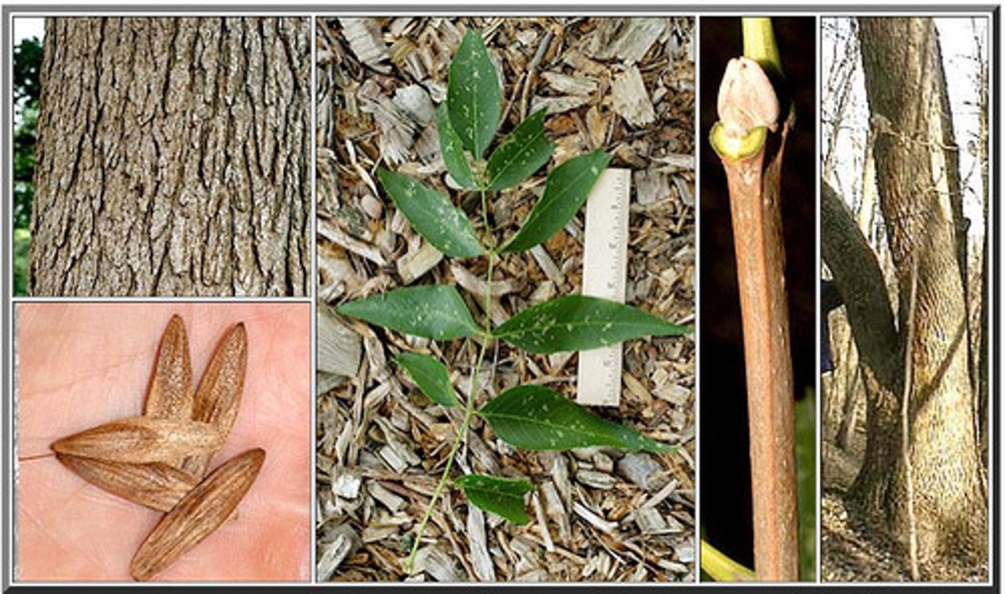 <p>Fraxinus quadrangulata</p>