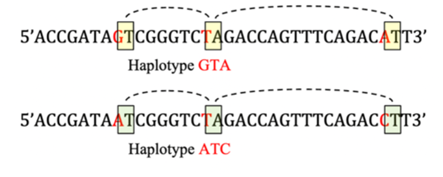 <p>- combination of alleles at two or more consecutive loci on one chromosome strand</p>
