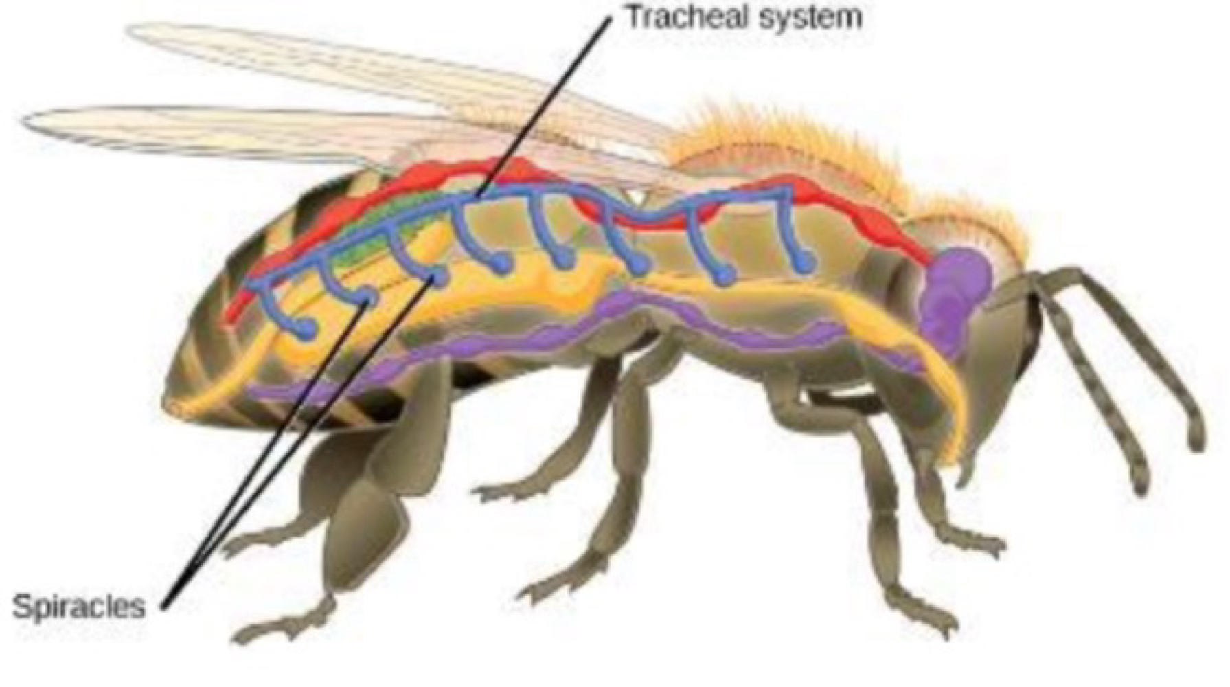 <p>tracheal system </p>