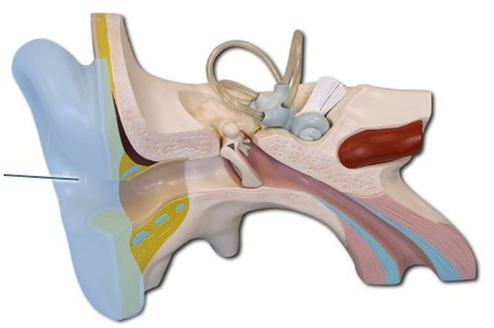 <p>Outer ear<br>also known as pinna<br>Consists of elastic cartilage covered with skin</p>