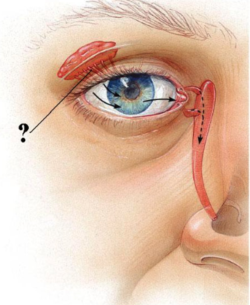 <p>excretory ducts of lacrimal glands</p>