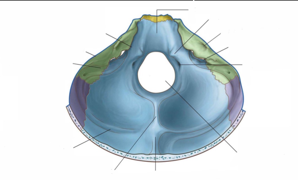 <p>Label the parts of the posterior cranial fossa </p>