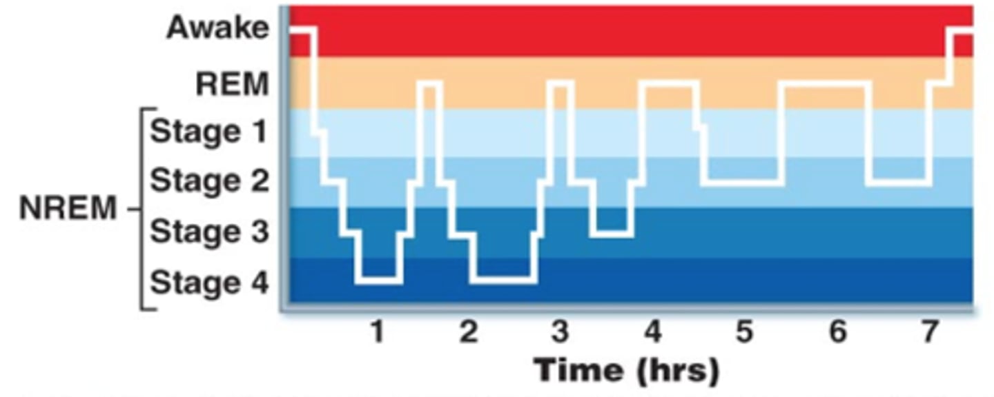 <p>deepest sleep occurs</p><p>muscles relax, breathing rate drops</p>