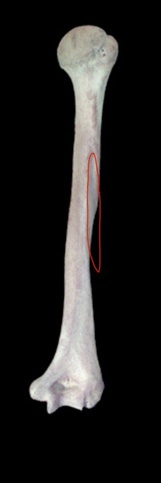<p>What is this structure?</p>