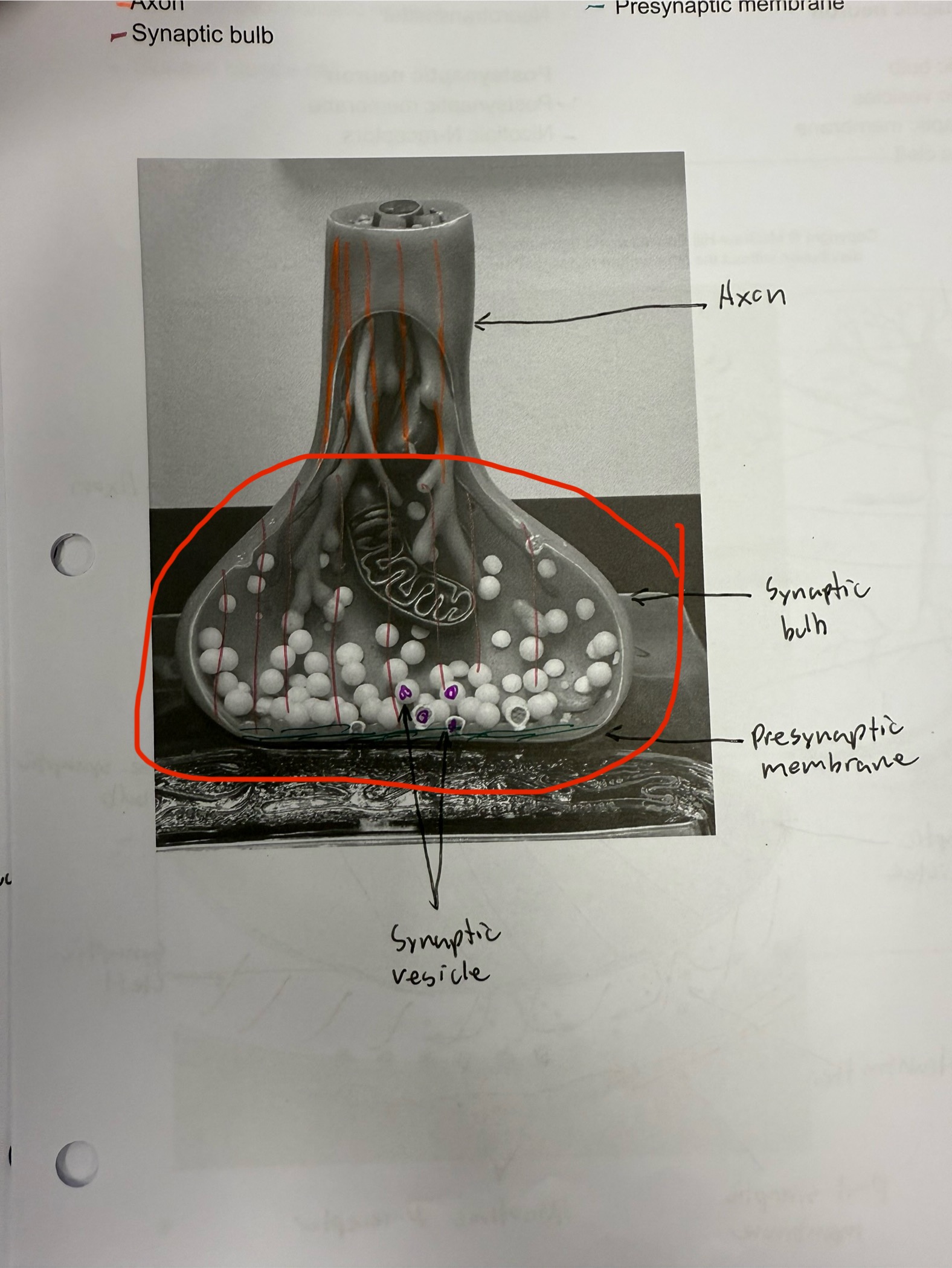 <ul><li><p>Bulb like area of nerve at neromuscular junction</p></li></ul><p></p>