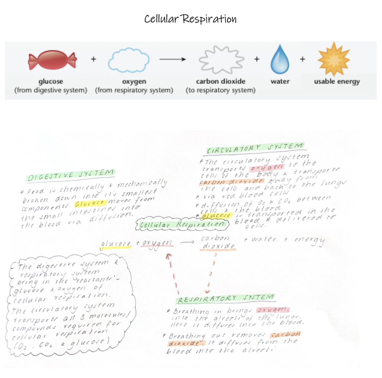 knowt flashcard image