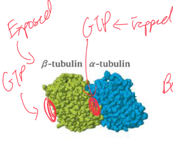 <p>PLUS end = Beta tubulin (GTP exposed)</p><p>MINUS end = Alpha tubulin</p><p></p>