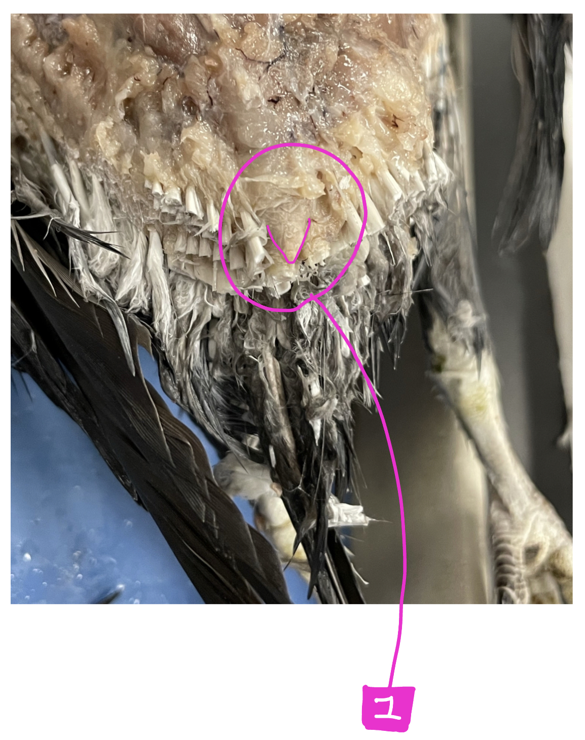 What feature of the bird is #1?