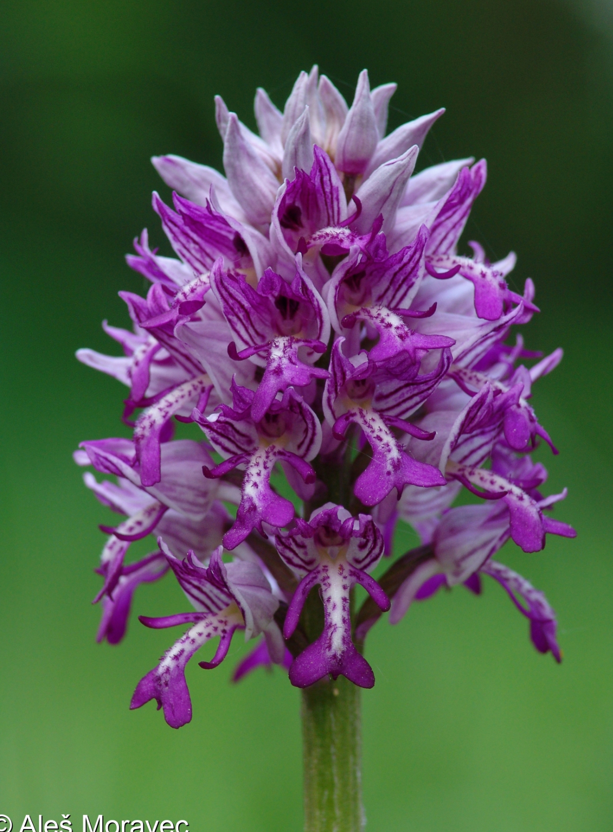 <p>Vstavač vojensky</p>