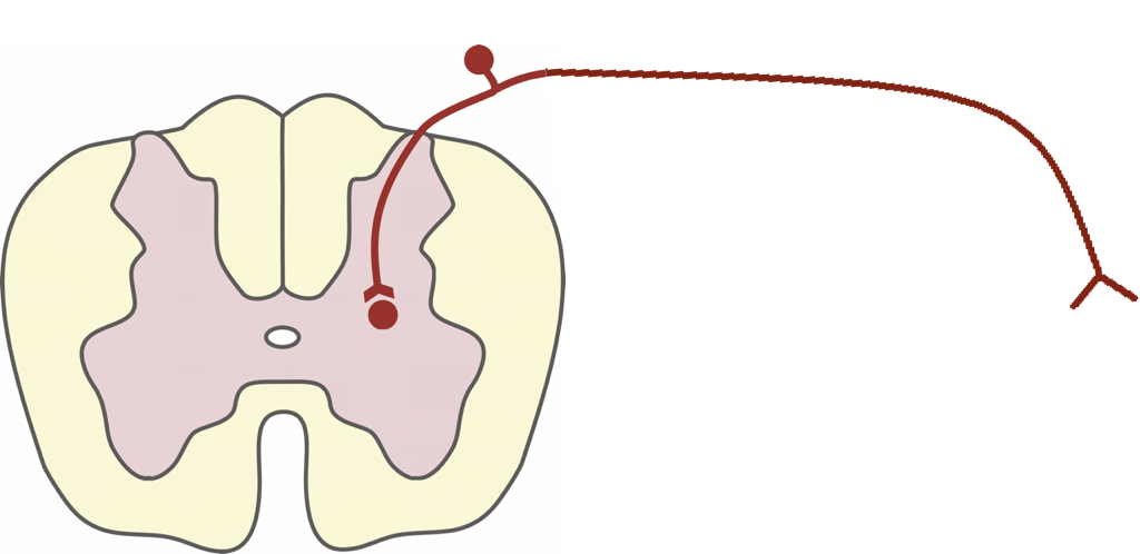 <p>Enters through the DORSAL portion of the vertebrae (into the dorsal horn of the gray matter), through the dorsal root of the spinal nerve</p>
