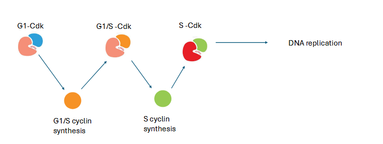<p>sequential cdk activity leads to DNA replication</p>